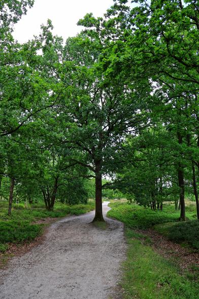 A dirt path winds through a forest, curving around a large, central oak tree before continuing on as a single route. The ground is a mix of dirt, sand, and small stones, flanked by lush green low-level blueberry bushes, grasses, and shrubs. The path is bordered by tall, green trees with dense canopies, creating a secluded, peaceful atmosphere. Sunlight filters through the leaves, casting dappled light on the forest floor.