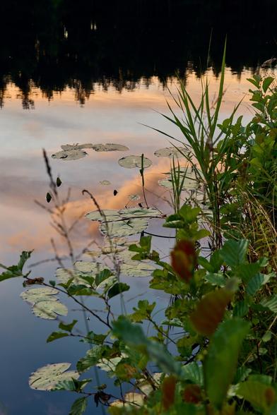 A tranquil scene of a pond reflects the sky, with lily pads floating on the water's surface. Grasses and plants frame the edges, creating a peaceful, natural landscape.