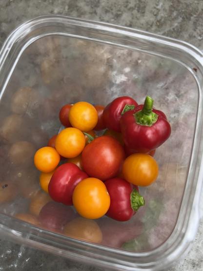 Container of freshly picked tomatoes and peppers