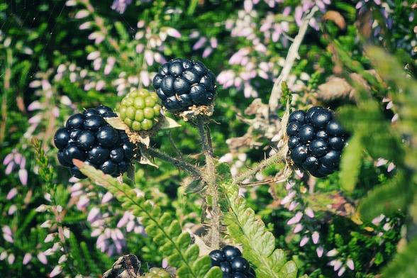 A close-up photograph of a cluster of ripe and one unripe blackberry growing on a thorny bush. The dark purple, almost black, ripe berries stand out against the light green unripe berry and the blurred background of green leaves and delicate purple heather blossoms. A thin spiderweb is visible on the top left.