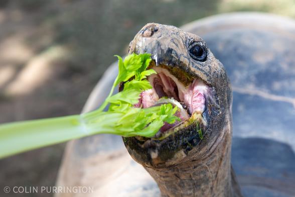 Large tortoise with its mouth fully open and about to close down on a leafy stalk of celery.