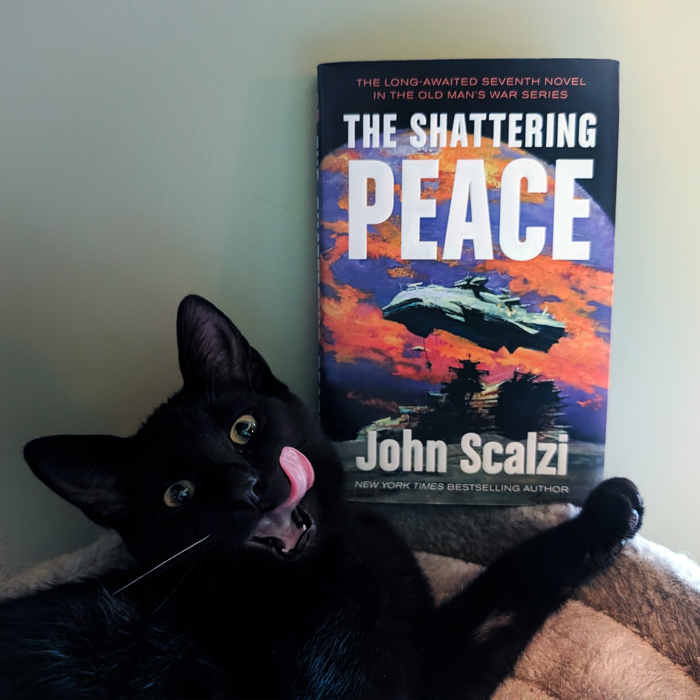 Saja the kitten is super-enthusiastic about The Shattering Peace! He thinks it's delicious!