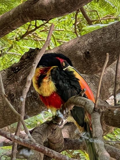 Fotografía de un tucán aracari durmiendo sobre la rama de un árbol, al tucán se le ve con los ojos cerrados y la cabeza recostada al costado de su cuerpo.