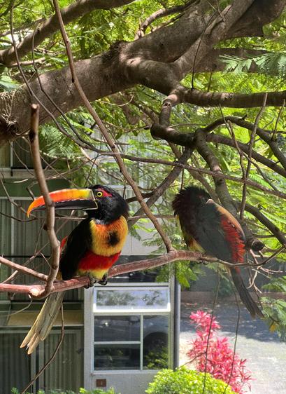 Fotografía de un tucán aracari durmiendo sobre la rama de un árbol, al tucán se le ve con los ojos cerrados y la cabeza recostada al costado de su cuerpo.