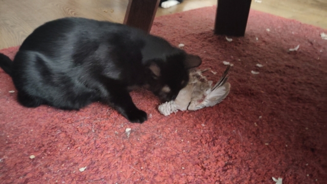 Lúthien inspecteert een dode duif onder de tafel.
