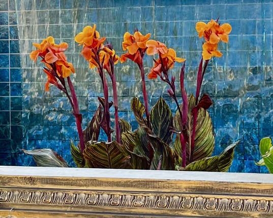 Orange blossoms with reddish stem and large green leaves with gold frame beneath and blue wall mural behind.