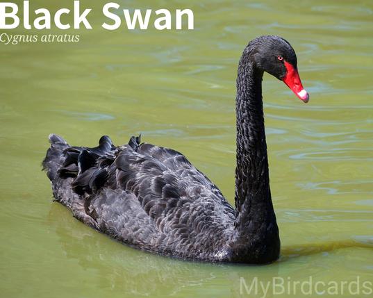🌏 Black Swan (Cygnus atratus) 

The Black Swan is a large, predominantly black bird with a striking red bill and white flight feathers. Native to Australia, it has been introduced to several countries, including New Zealand, Japan, and the UK. Sociable and gregarious, they are often found in large flocks on freshwater lakes and wetlands. They are herbivores, foraging for aquatic vegetation by dabbling or upending. 2.5 Flash (Edited)

No subspecies are recognised.

Conservation status: Least Concern (IUCN 3.1)

📷: Photo by daledbet via Pixabay 
https://pixabay.com/photos/swan-bird-black-swan-waterfowl-6824064/

MGWA
