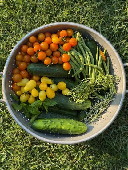 A large aluminum colander sitting on green grass. In the colander are quite a lot of cucumbers and red, orange, and yellow cherry tomatoes; green beans; basil; rosemary; and thyme.