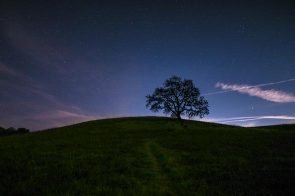 tree on a hill surrounded by grass under night sky