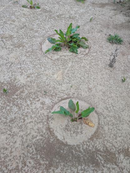 Plants (Rhumex spp) have somehow cleaned the soil they grew in, resulting in circles of clean swept clay around them, while the soil out of their reach is speckled with darker sediment.