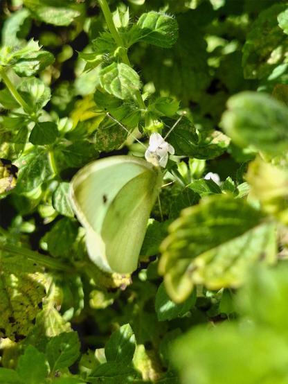 The image features a Green-veined White butterfly (Pieris napi) / Grünaderweißling (German) resting on a Lemon balm (Melissa officinalis) / Zitronenmelisse (German) plant. The butterfly, with its pale green wings marked by dark veins, is perched on the small white flowers of the lemon balm, surrounded by its round, slightly jagged leaves. The plant’s distinct lemon scent and soft texture are typical of lemon balm, while the butterfly appears to be feeding or resting among the foliage.