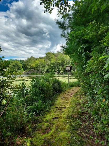 In the foreground, a small footpath filled with tree roots and covered in vibrant green moss follow the curved edge of a lake. The path veers to the right, where a cube shaped birdhouse sits on top of a pole at the edge of the path, overlooking the lake. Only a small portion of the lake is visible and what is visible is largely covered in light green lillypads. The rest of the water is a deep green color. A forest of trees can be seen on the other side of the lake. The sky is blue but filled with large, kind of ominous clouds with dark areas, threatening rain. Everything is lush and somewhat overgrown. The scene as a whole feels peaceful.