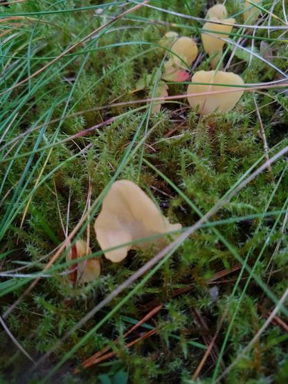 Keltalapakoita ruohikolla sammaleen seassa kasvamassa.