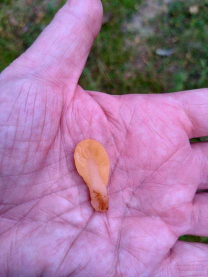 Yksi keltalapakan parisenttinen itiöemä kämmenellä. Litteä ja suunnilleen sentin levyinen.