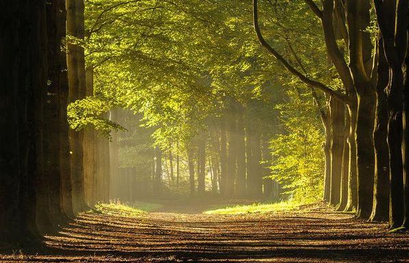Ein breiter, von Bäumen umsäumter Waldweg im sonnigen Morgendunst
Quelle: Wald in dem Morgensonne, Arjan Keers, Pinterest