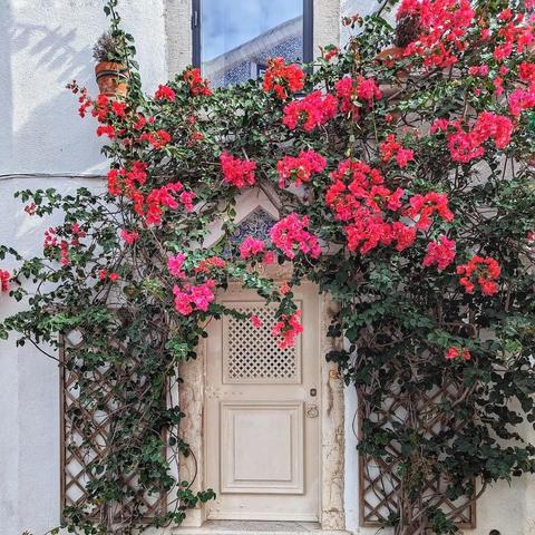 A white door with a latticework panel in its upper half is framed by light stone and heavily covered in vibrant pink bougainvillea and green foliage. Wooden trellises are visible on either side of the door, helping to support the climbing plant.