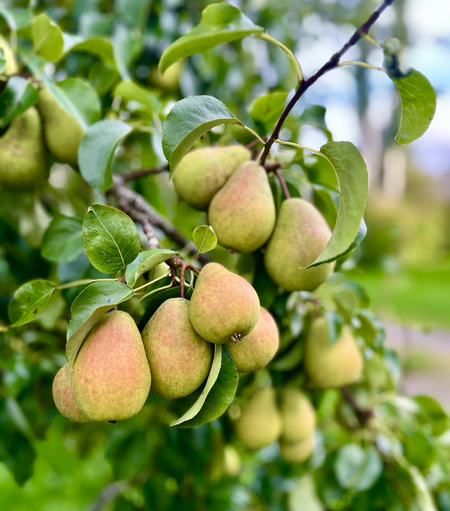 Punertavia päärynöitä päärynäpuun oksassa.