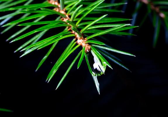 The branch of a pine tree. Detail of the end of a pine tree branch. Brown center with multiple green needles. At the end, trapped between needles is a single water droplet.
