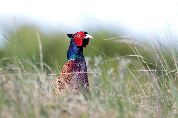 Ein männlicher Fasan steht aufrecht zwischen hohen Gräsern auf einer Wiese. Sein Kopf und Hals leuchten in kräftigem Blau mit metallischem Schimmer, während um die Augen leuchtend rote Hautpartien sichtbar sind. Der Schnabel ist hell und kräftig gebaut. Das Gefieder am Körper zeigt ein prächtiges Muster aus bronzefarbenen und kupfrigen Tönen mit dunklen Säumen an den Federn. Der Hintergrund ist unscharf gehalten und zeigt eine sanfte Landschaft.
