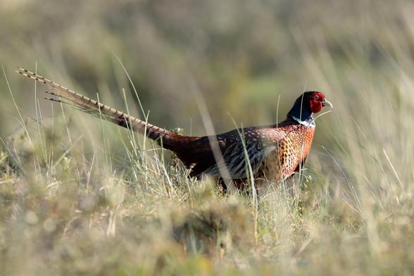 Ein männlicher Fasan mit ausgebreitetem, langem Schwanz bewegt sich durch niedriges Gras. Der Kopf zeigt die charakteristisch rote Gesichtspartie um die Augen, während Hals und Kopf dunkel gefärbt sind. Das Brustgefieder schimmert in warmen Kupfer- und Goldtönen mit einem markanten schuppigen Muster. Der lange Schwanz ist gestreift und wird elegant nach oben getragen. Die Umgebung besteht aus trockenem Gras und ist in warmes, gedämpftes Licht getaucht.