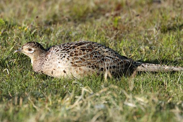 Ein weiblicher Fasan liegt entspannt im kurzen Gras einer Wiese. Ihr Gefieder ist in unauffälligen Braun- und Beigetönen gehalten, mit einem komplexen Muster aus dunklen Flecken und hellen Säumen, das perfekt zur Tarnung dient. Der Kopf ist klein und rundlich, mit einem geraden, hellen Schnabel. Das gesamte Erscheinungsbild wirkt deutlich schlichter als beim männlichen Fasan, was typisch für den Geschlechtsdimorphismus dieser Art ist.