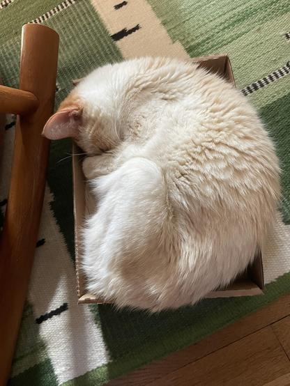 An overhead photograph of a white and orange flame point cat curled up tightly in a shallow cardboard tray. He’s wound up on one side with his face tucked under his forearm, sleeping. He’s a lanky boy, and he really has put in the effort to fit. The cat-filled tray is resting on a green rug, beside the wooden legs of a rocking chair.