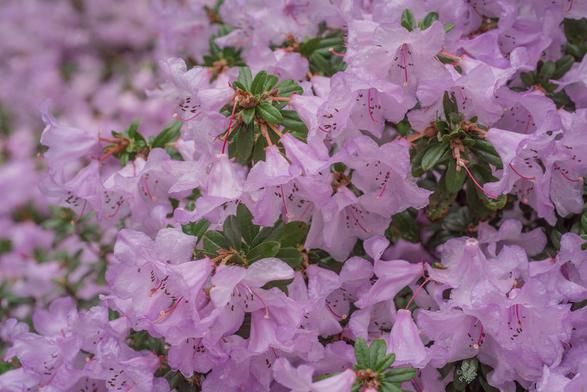 A mid-distance colou photo. A mature shrub with many broadly conical pinkish purple flowers in pendant clusters. A few leaves are visible through the very dense floral clusters. Dotted with rain.
