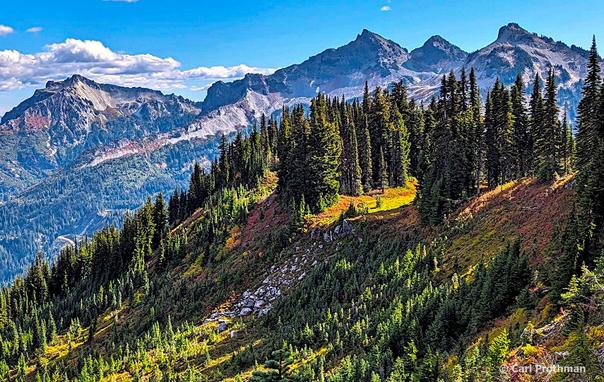 A vibrant mountain scene from Mt. Rainier National Park in Washington. Jagged gray peaks rise dramatically in the background, while the foreground ridge is covered with dense evergreen trees and scattered alpine meadows glowing in golden sunlight. Autumn colors of red, orange, and yellow accent the slopes, contrasting with the deep green forest. Shadows fall across rocky outcrops and steep ridges, highlighting the park’s rugged terrain. The clear blue sky and expansive view emphasize the vast wilderness and striking geology of the Cascade Range.