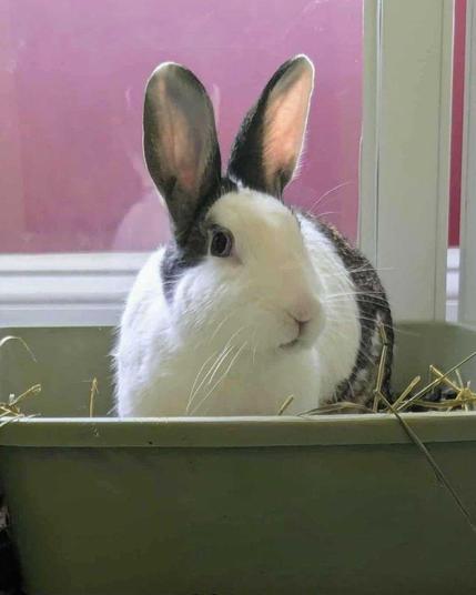 A white and dark gray Dutch rabbit sitting in a litter box filled with hay