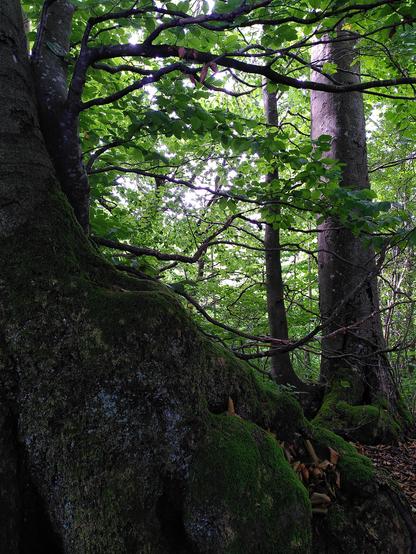Verknorzte Wurzel im Wald.