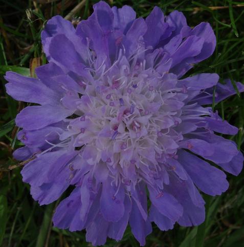 Detail of a meadowsweet flower (Knautia arvensis, "Wiesenwitwe" (meadow widow) in German) with light but intense purple petals framed by a blurred green meadow. The focus is on the vibrant interior, stamens and pistils on flexible, thin white stems, whose colours range from salmon pink through various shades of purple, light blue, and cornflower blue.