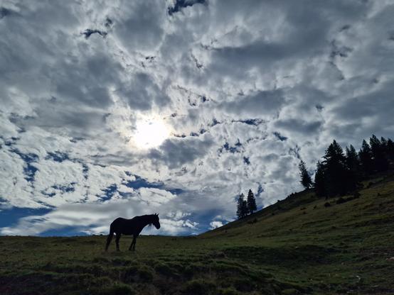 Pferd am Hang im Gegenlicht. Sonne hinter Schleierwolken.