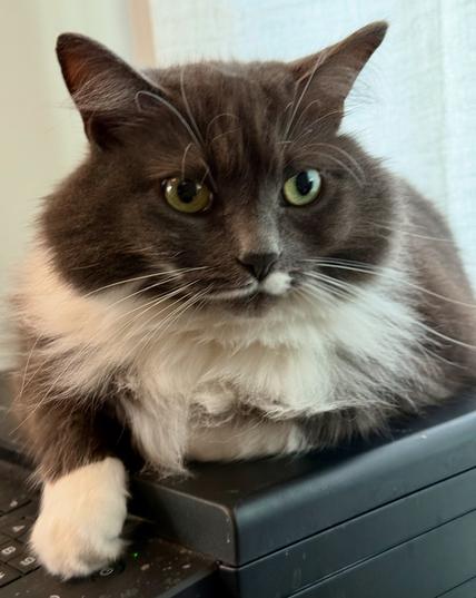 A fluffy gray cat with white fur on its chest and paws is resting on a dark surface, possibly a laptop or desk. Its large, expressive eyes are green and yellow, and it has a relaxed expression.