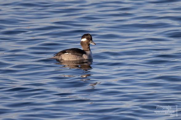 Seen in profile, a gray-brown duck with a bold white patch below its eye gives powerful side-eye to the camera.