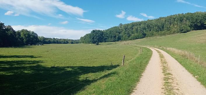 Un chemin qui borde un pré avec quelques vaches