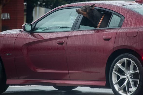 A photo of a car on a rainy day with all the windows up except the one back seat window where a dog is sticking his head out the window.