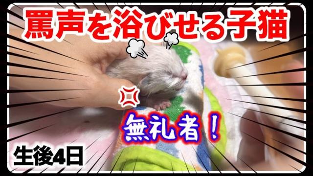 泣き叫び罵倒を浴びせる赤ちゃん子猫にミルクを飲ませたらこうなりました 【子猫生後4日】