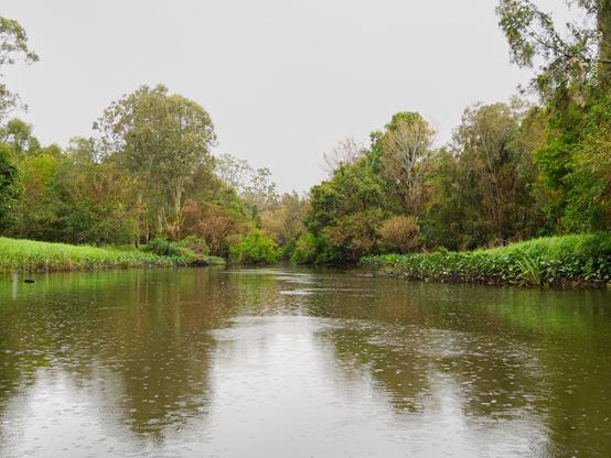 A creek in heavy rain, surface dappled by raindrops. The banks are heavily vegetated with reeds and grasses immediately, and then stands of mature trees further back. The sky is, unsurprisingly, grey.
