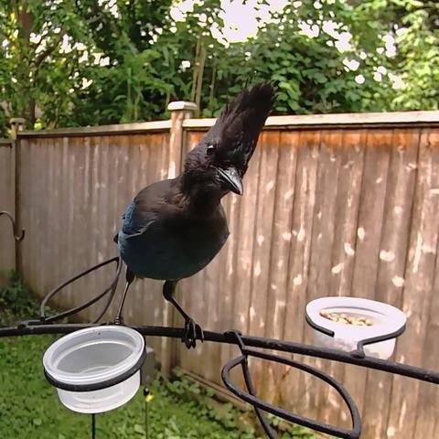 A Stellar's Jay sits on a metal branch, looking towards the camera. They have a truly impressive crest of feathers on the top of their head, rivaling the best punk mohawks as it comes to a point. It is as tall as their face, and angled just slightly giving the bird a somewhat comical pose as if to say "what are you looking at?"
Just a small amount of the blue is visible in their body, with the head, chest and upper body being black.