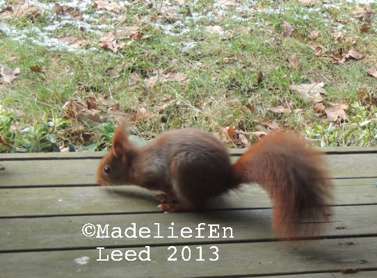 Een eekhoorn op een houten vlonder. De eekhoorn is met de kop laag, de staart gaat ook in een boogje omlaag. De kop is links en de staart rechts.