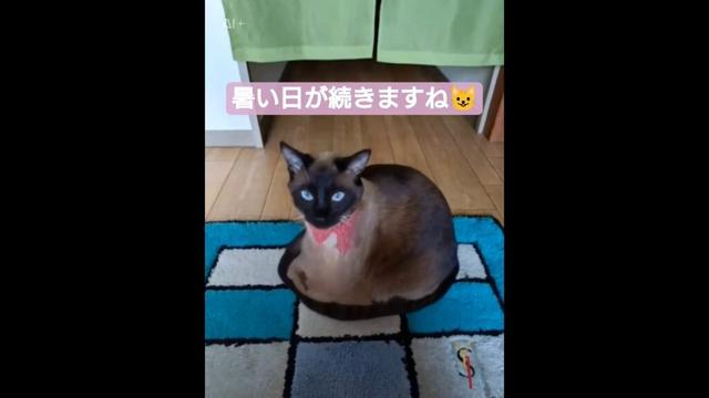 ちょこさん😺連日の暑さで溶けてしまいました🙀 #シャム猫 #たぬき猫 #ai生成動画