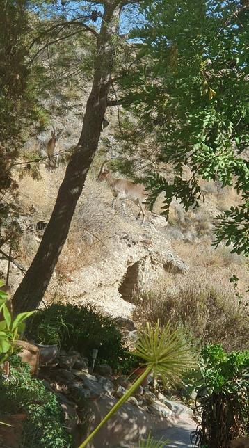 Two ibex/mountain goats can be seen in amongst the bushes. They're difficult to make as they blend in so well with their surroundings.