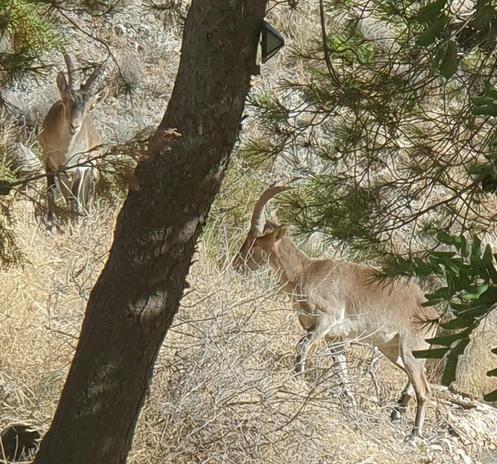 This is a zoomed in section of the same image.