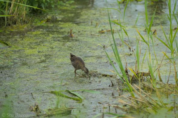 A photograph of a juvenile Water Rail standing in a muddy and algae filled shallow clearing between reed beds.