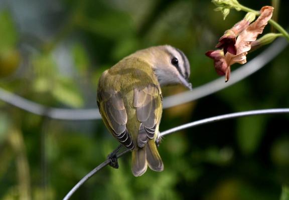 An olive green warbler with a black eye stripe, as well as another darker band on its head, sits on a wire, looking over its shoulder at the camera.