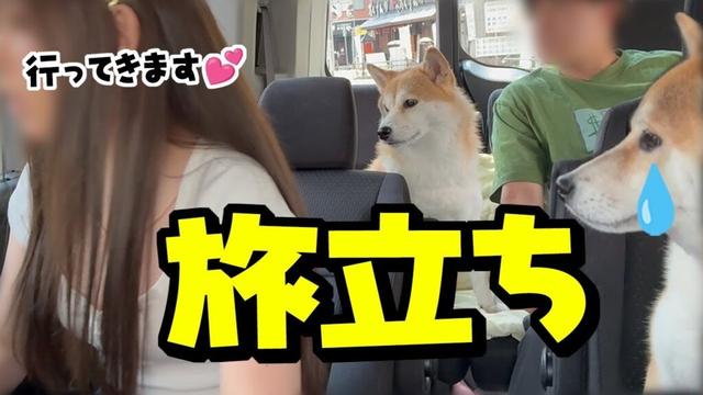 娘が神戸へ…寂しそうに見送る柴犬が切ない