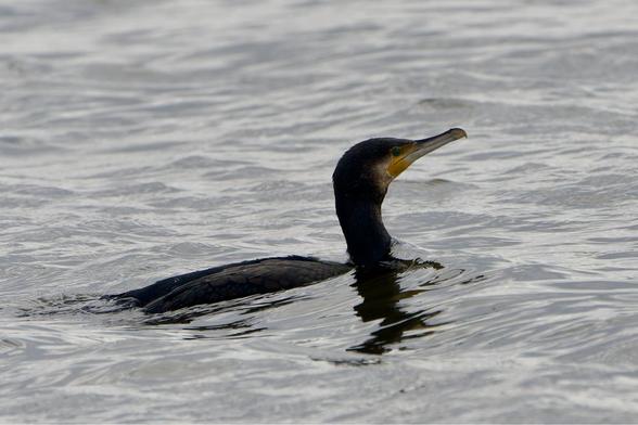 A great cormorant glides on rippling water, its head held high and a bright yellow patch of skin on its face. The photo captures a simple moment of the bird in its natural aquatic environment. #greatcormorant #birds #lukehaigh #photography #canon #photo
