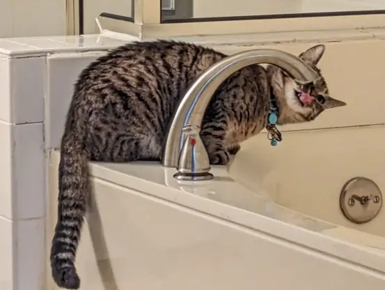 Mira daintily drinking from the dripping tub tap