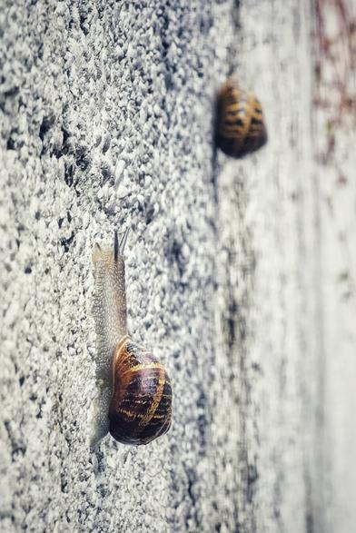 A close-up, low-angle shot of a garden snail climbing up a rough, grey concrete wall. The snail's textured shell is a rich brown with dark stripes. In the soft focus background, a second snail can be seen further up the wall. The image has a shallow depth of field, with the foreground snail in sharp focus.