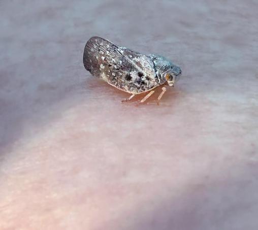 Closeup of a cute tiny insect, mottled pale with dark spots and gray with white spots, perched on my arm.